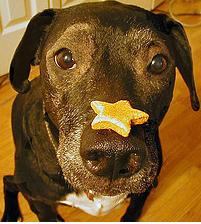 dog